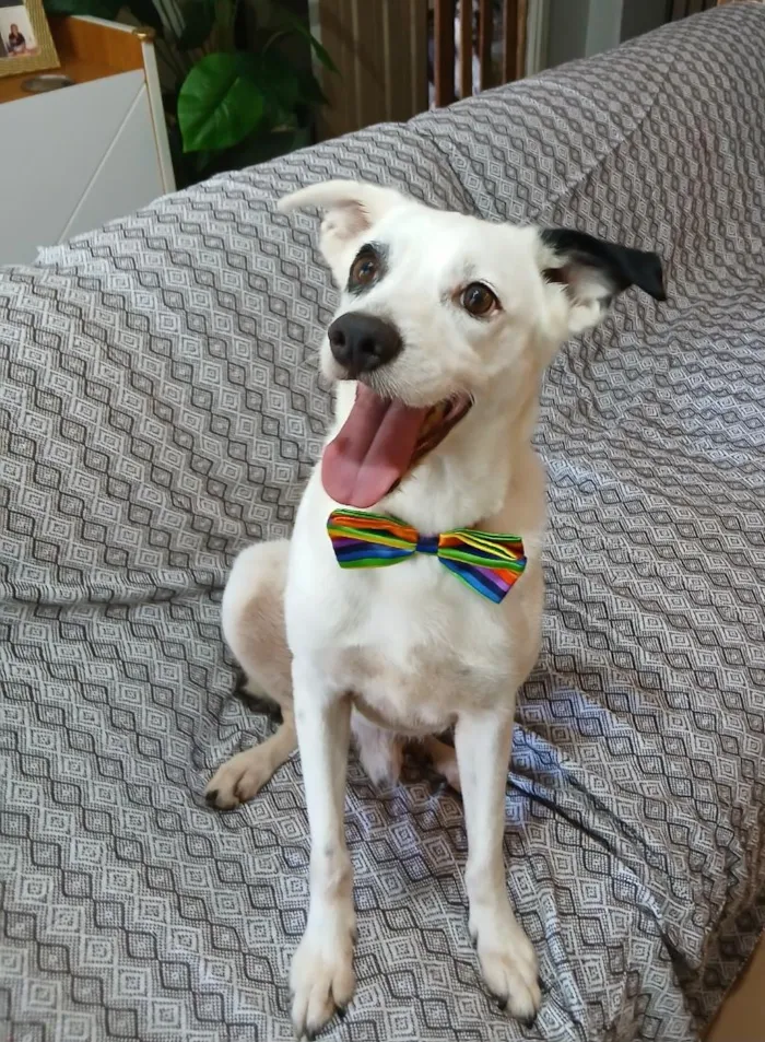 Cachorro raça SRD-ViraLata idade 4 anos nome Bob