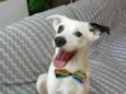 Bob