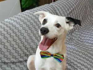 Cachorro raça SRD-ViraLata idade 4 anos nome Bob