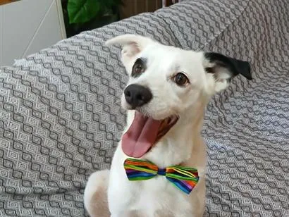 Cachorro raça SRD-ViraLata idade 4 anos nome Bob