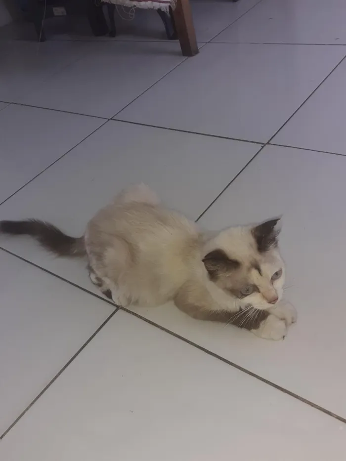 Gato raça De raça  idade Abaixo de 2 meses nome Não tem nome