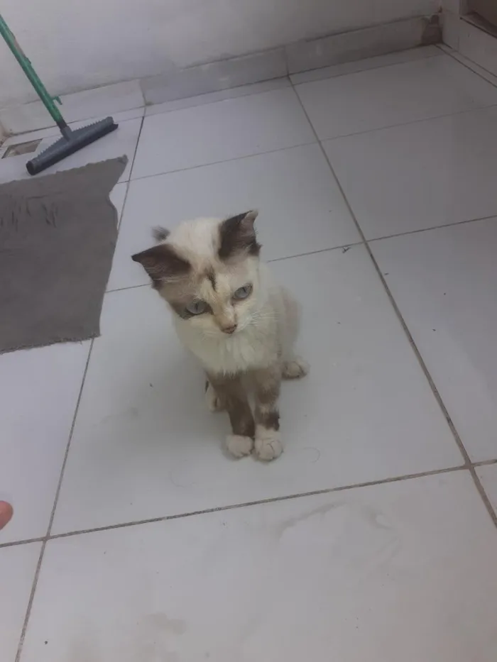 Gato raça De raça  idade Abaixo de 2 meses nome Não tem nome