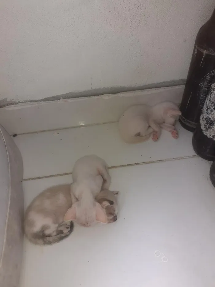 Gato raça De raça  idade Abaixo de 2 meses nome Não tem nome