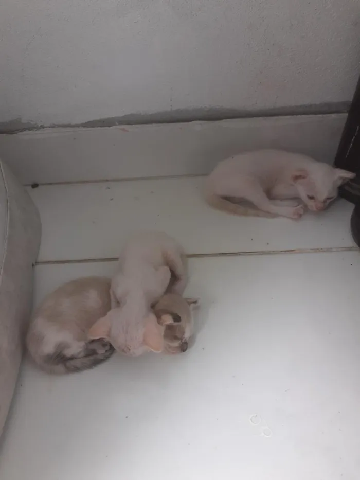 Gato raça De raça  idade Abaixo de 2 meses nome Não tem nome