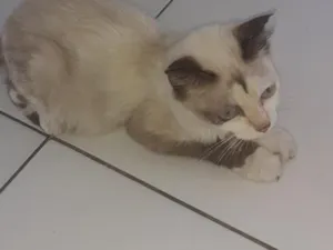 Gato raça De raça  idade Abaixo de 2 meses nome Não tem nome