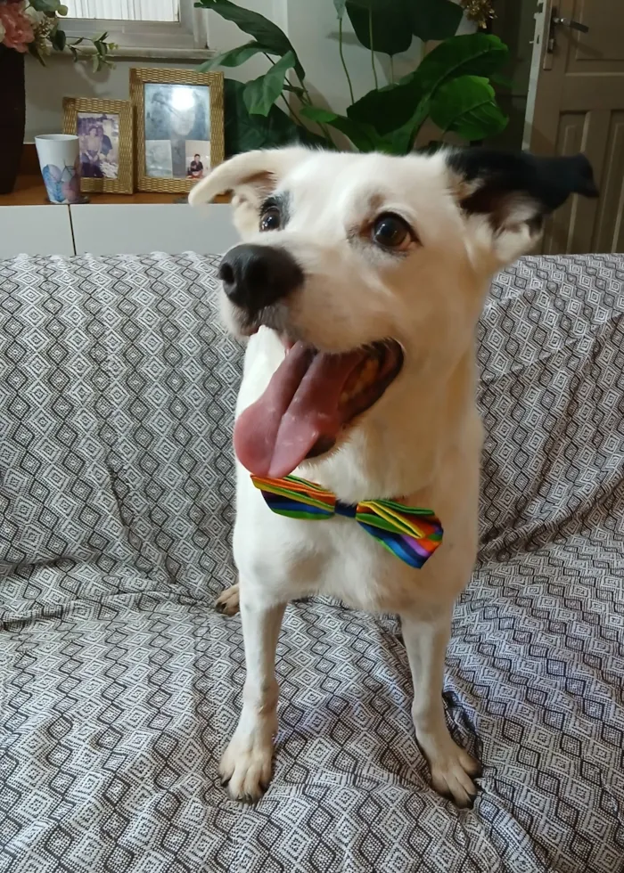 Cachorro raça SRD-ViraLata idade 4 anos nome Bob