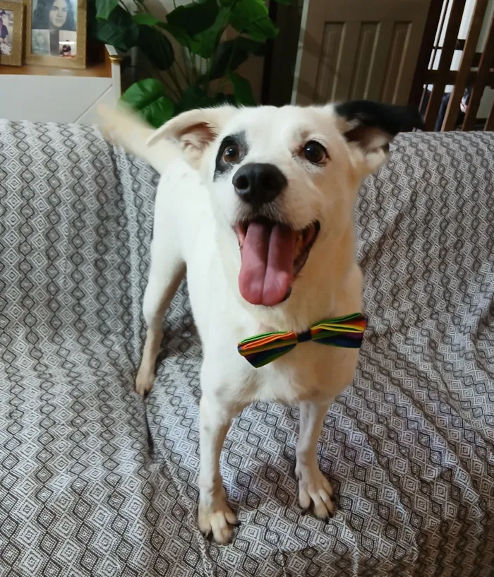 Cachorro raça SRD-ViraLata idade 4 anos nome Bob