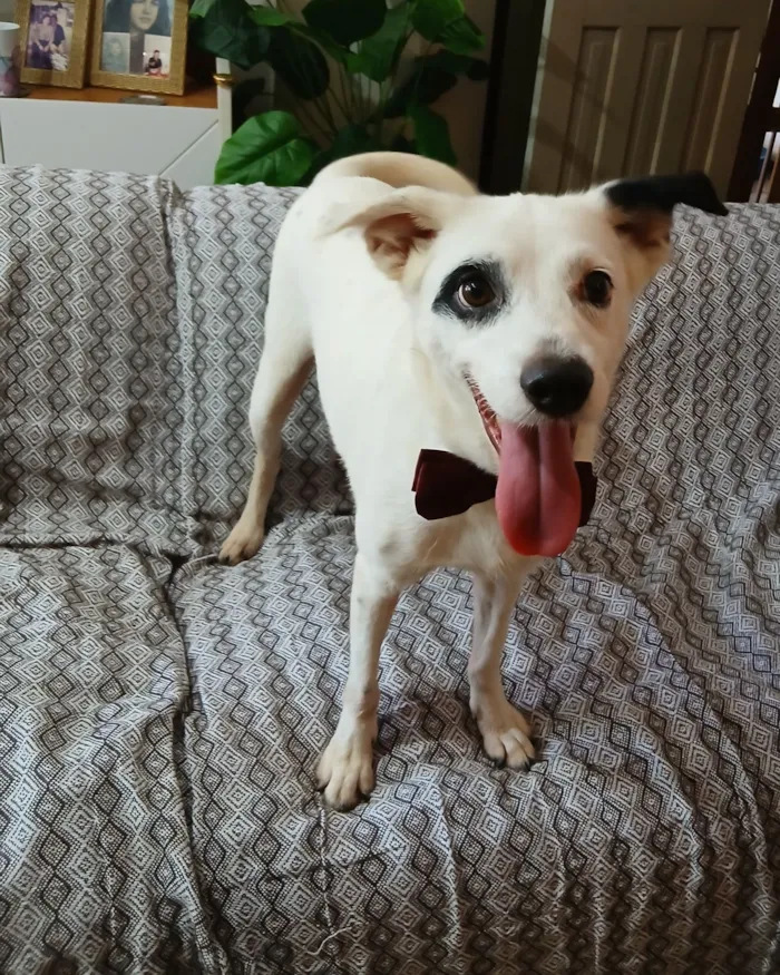 Cachorro raça SRD-ViraLata idade 4 anos nome Bob