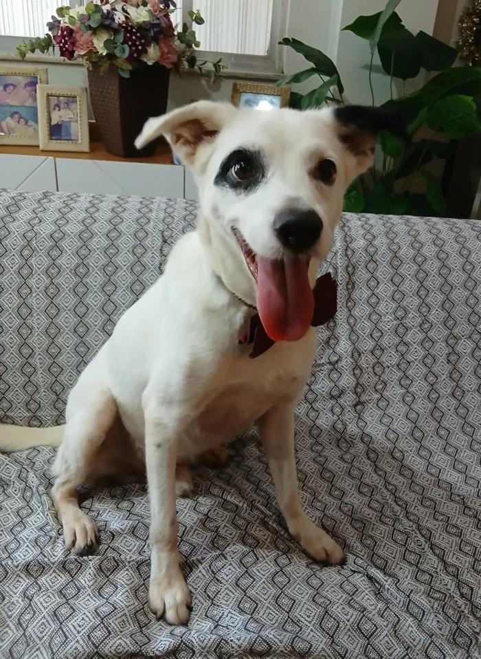 Cachorro raça SRD-ViraLata idade 4 anos nome Bob
