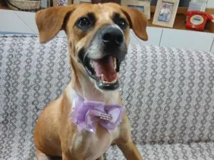 Cachorro raça SRD-ViraLata idade 2 anos nome Gisele