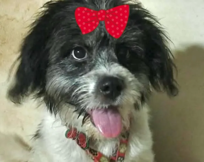 Cachorro raça Shitzu idade 7 a 11 meses nome Sofia