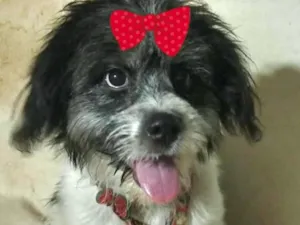 Cachorro raça Shitzu idade 7 a 11 meses nome Sofia