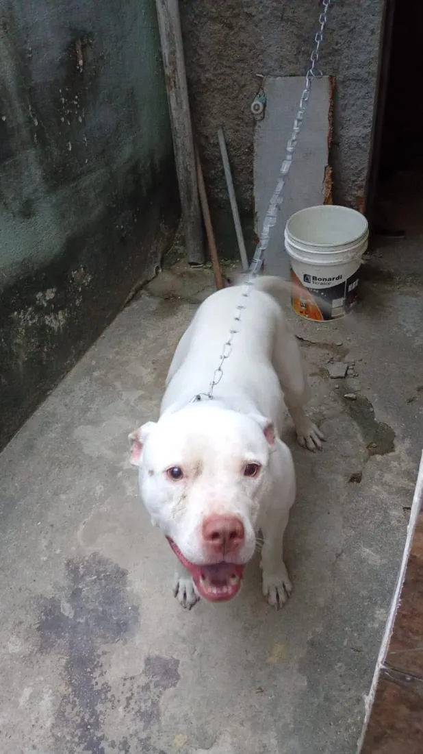 Cachorro raça SRD-ViraLata idade 1 ano nome Zeus