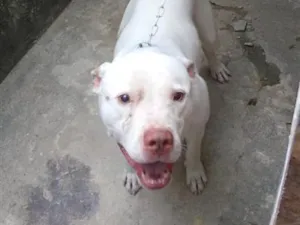 Cachorro raça SRD-ViraLata idade 1 ano nome Zeus
