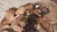 são nove cachorrinhos.