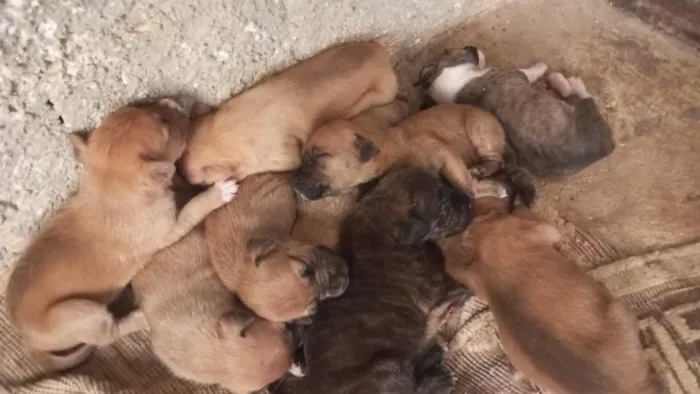 Cachorro raça SRD-ViraLata idade Abaixo de 2 meses nome são nove cachorrinhos.