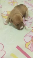 são nove cachorrinhos.