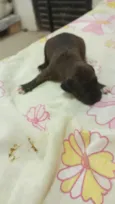 são nove cachorrinhos.