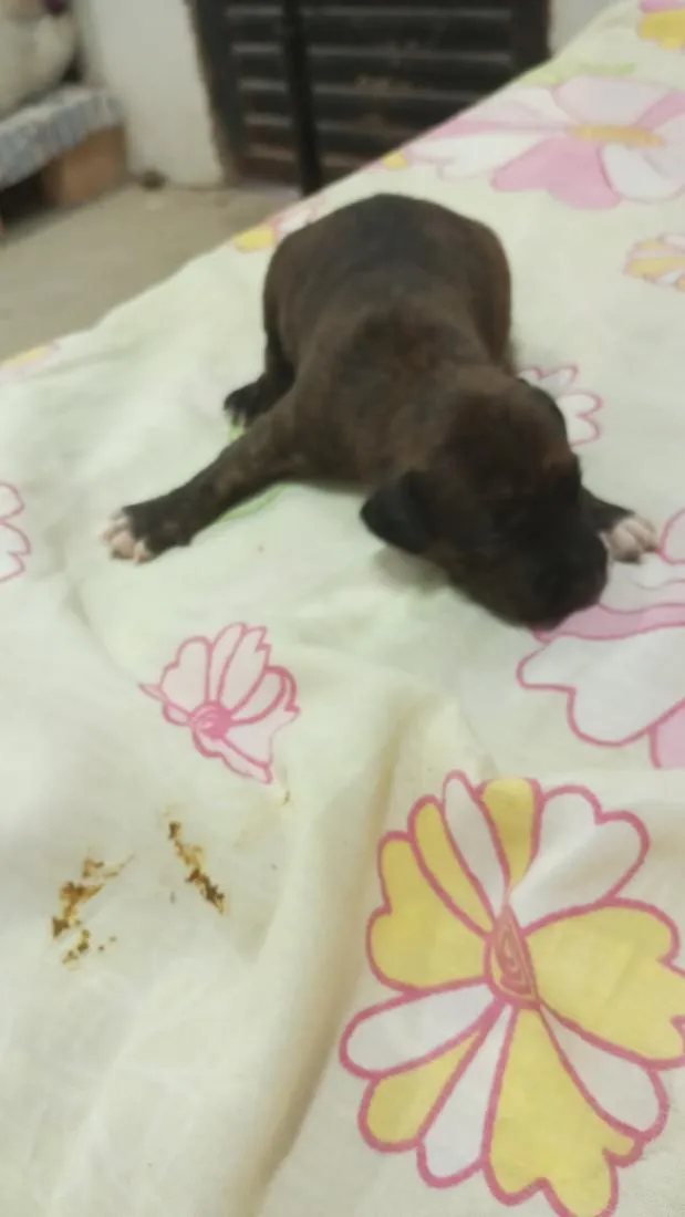 Cachorro raça SRD-ViraLata idade Abaixo de 2 meses nome são nove cachorrinhos.
