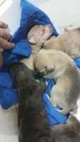 são nove cachorrinhos.