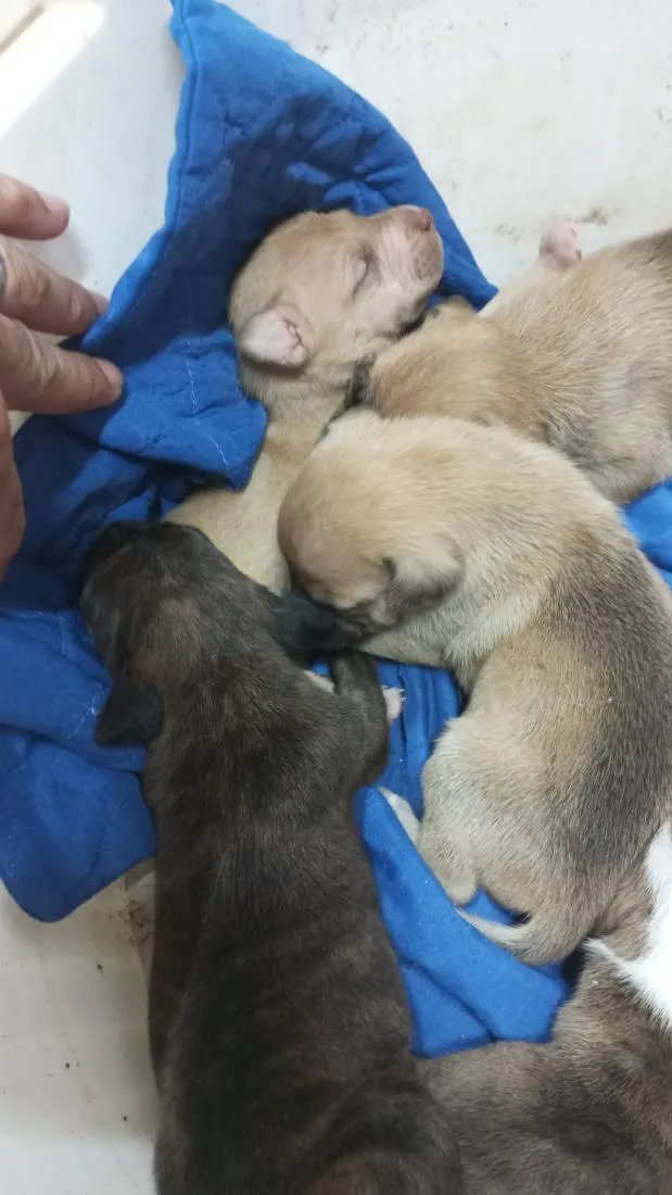Cachorro raça SRD-ViraLata idade Abaixo de 2 meses nome são nove cachorrinhos.