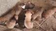 são nove cachorrinhos.
