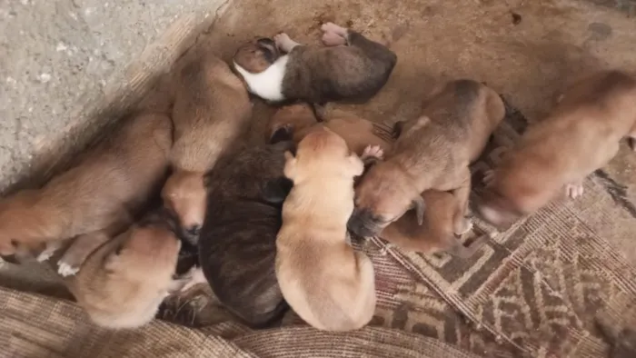 Cachorro raça SRD-ViraLata idade Abaixo de 2 meses nome são nove cachorrinhos.