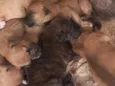 são nove cachorrinhos.