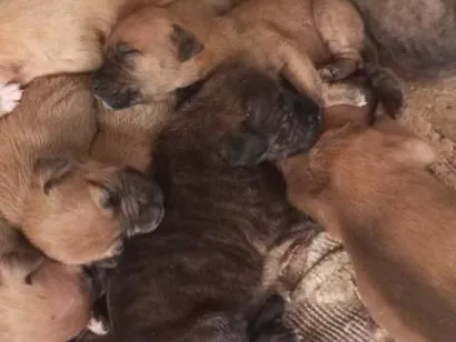 Cachorro raça SRD-ViraLata idade Abaixo de 2 meses nome são nove cachorrinhos.