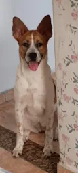 Belinha