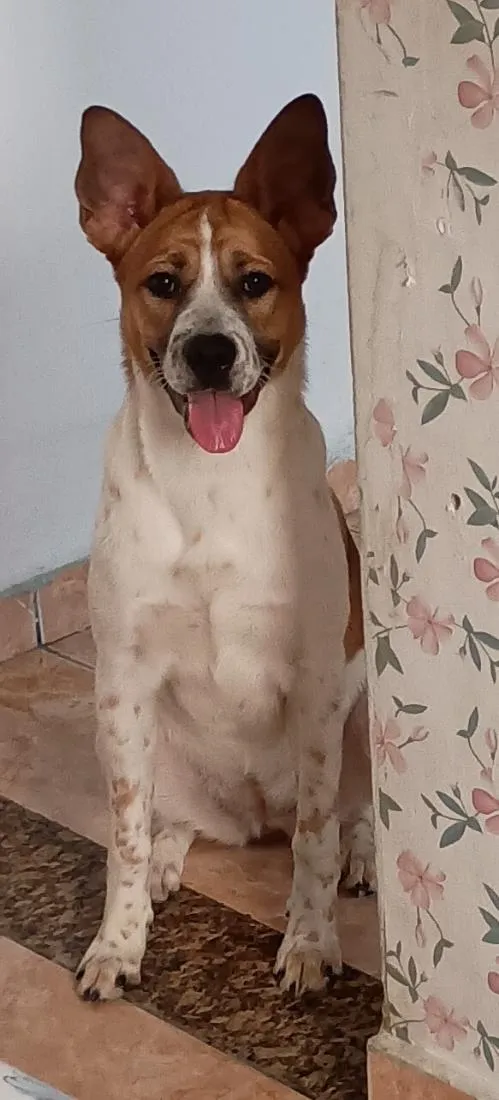 Cachorro raça SRD-ViraLata idade 7 a 11 meses nome Belinha