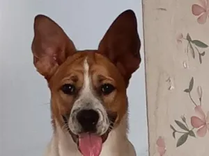 Cachorro raça SRD-ViraLata idade 7 a 11 meses nome Belinha