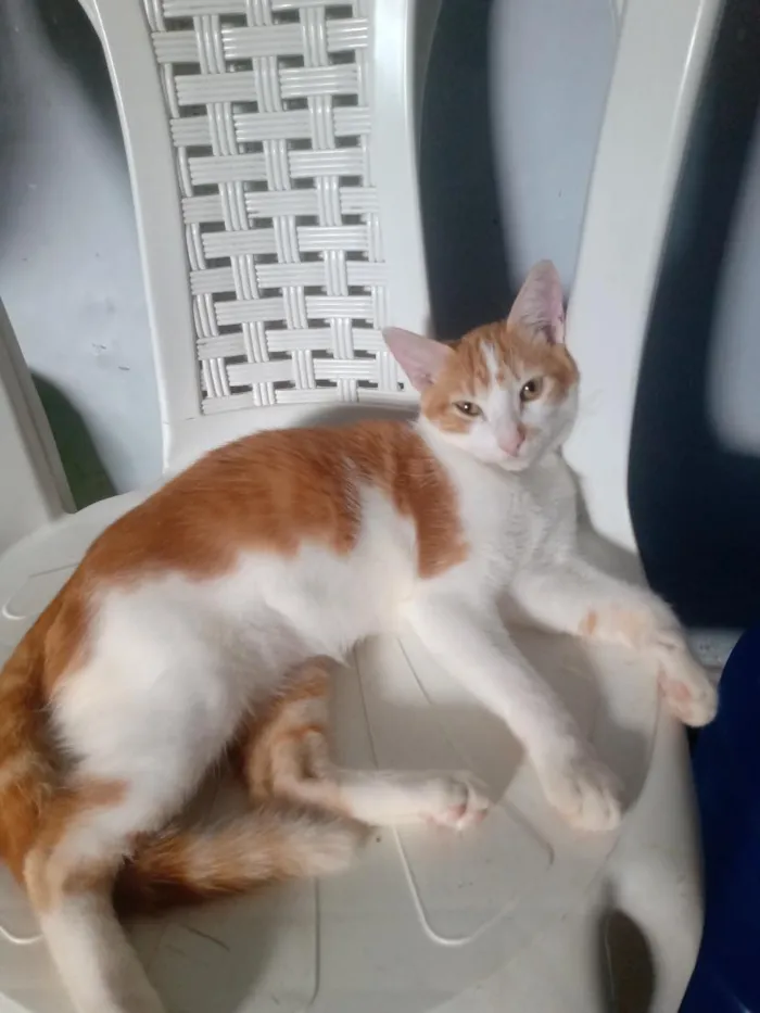 Gato raça SRD-ViraLata idade 7 a 11 meses nome Félix Gatucho