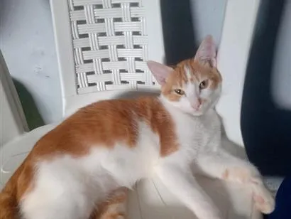 Gato raça SRD-ViraLata idade 7 a 11 meses nome Félix Gatucho