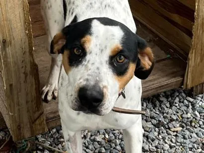 Cachorro raça SRD-ViraLata idade 7 a 11 meses nome Zara Aline