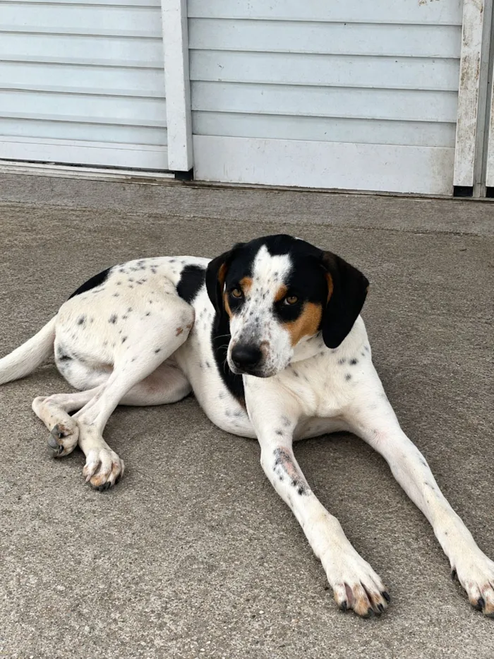 Cachorro raça SRD-ViraLata idade 7 a 11 meses nome Zara Aline