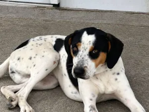 Cachorro raça SRD-ViraLata idade 7 a 11 meses nome Zara Aline