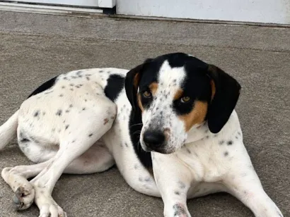 Cachorro raça SRD-ViraLata idade 7 a 11 meses nome Zara Aline