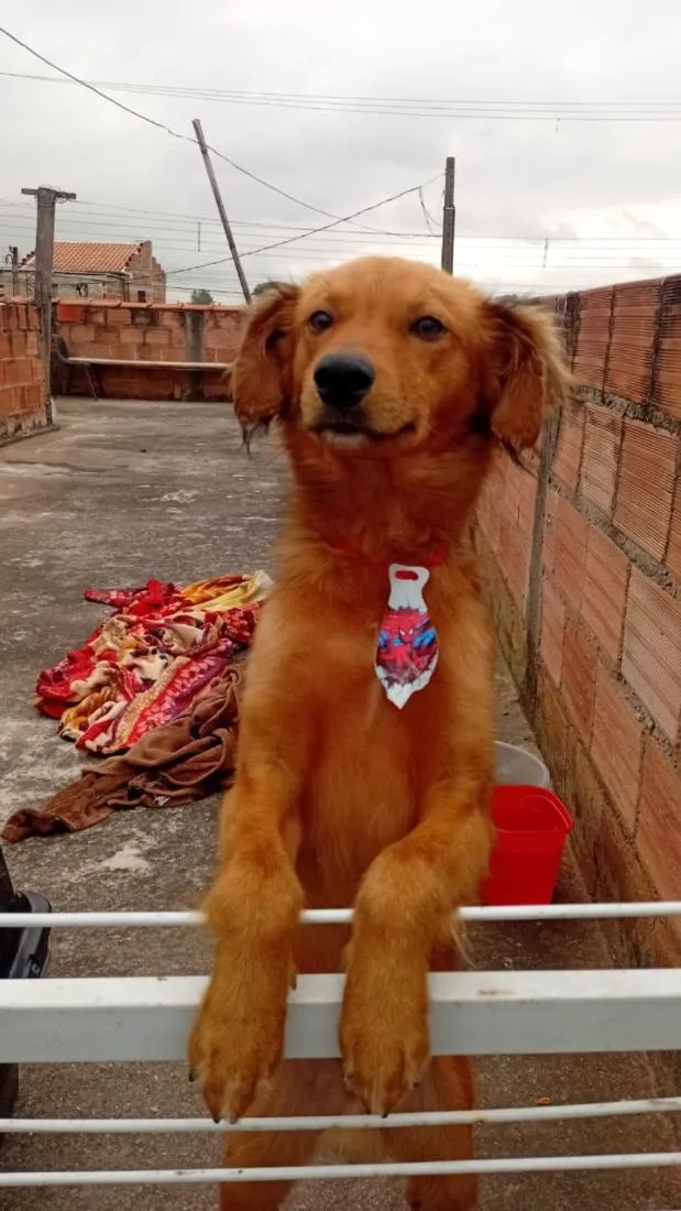 Cachorro raça SRD-ViraLata idade 2 anos nome Guerreiro 