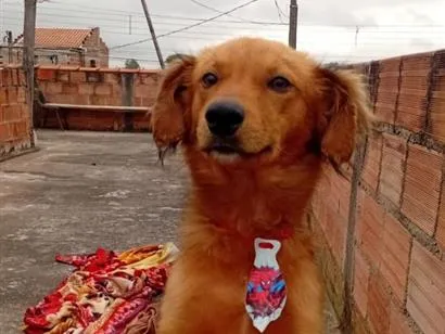 Cachorro raça SRD-ViraLata idade 2 anos nome Guerreiro 