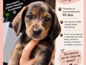Cachorro raça SRD-ViraLata idade Abaixo de 2 meses nome Jujuba