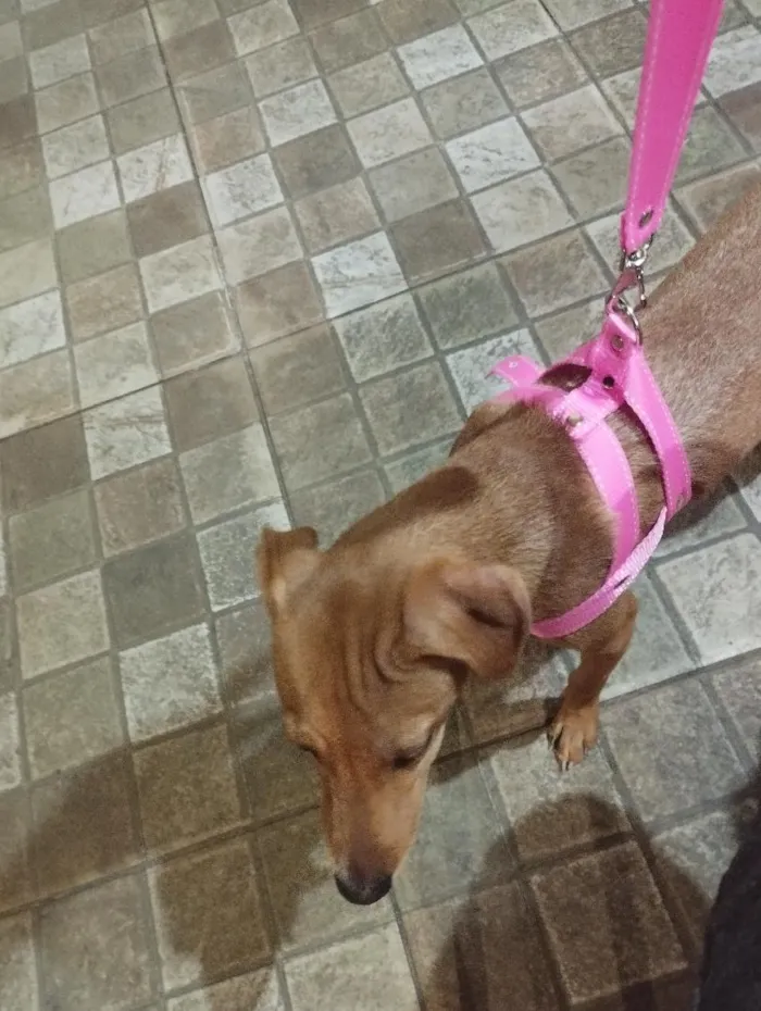 Cachorro raça SRD-ViraLata idade 1 ano nome Sophia