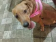 Sophia