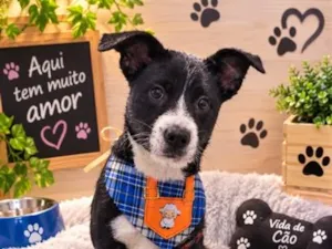 Cachorro raça SRD-ViraLata idade 2 a 6 meses nome Miguel