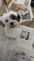 Lupi 