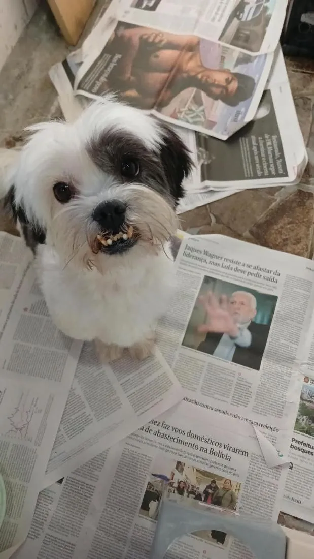 Cachorro raça Lhasa Apso idade 6 ou mais anos nome Lupi 