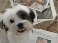 Lupi 