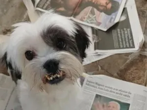 Cachorro raça Lhasa Apso idade 6 ou mais anos nome Lupi 