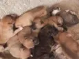 são nove cachorrinhos.