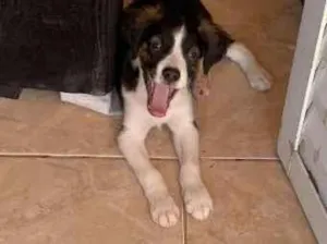 Cachorro raça SRD-ViraLata idade 2 a 6 meses nome estrela 